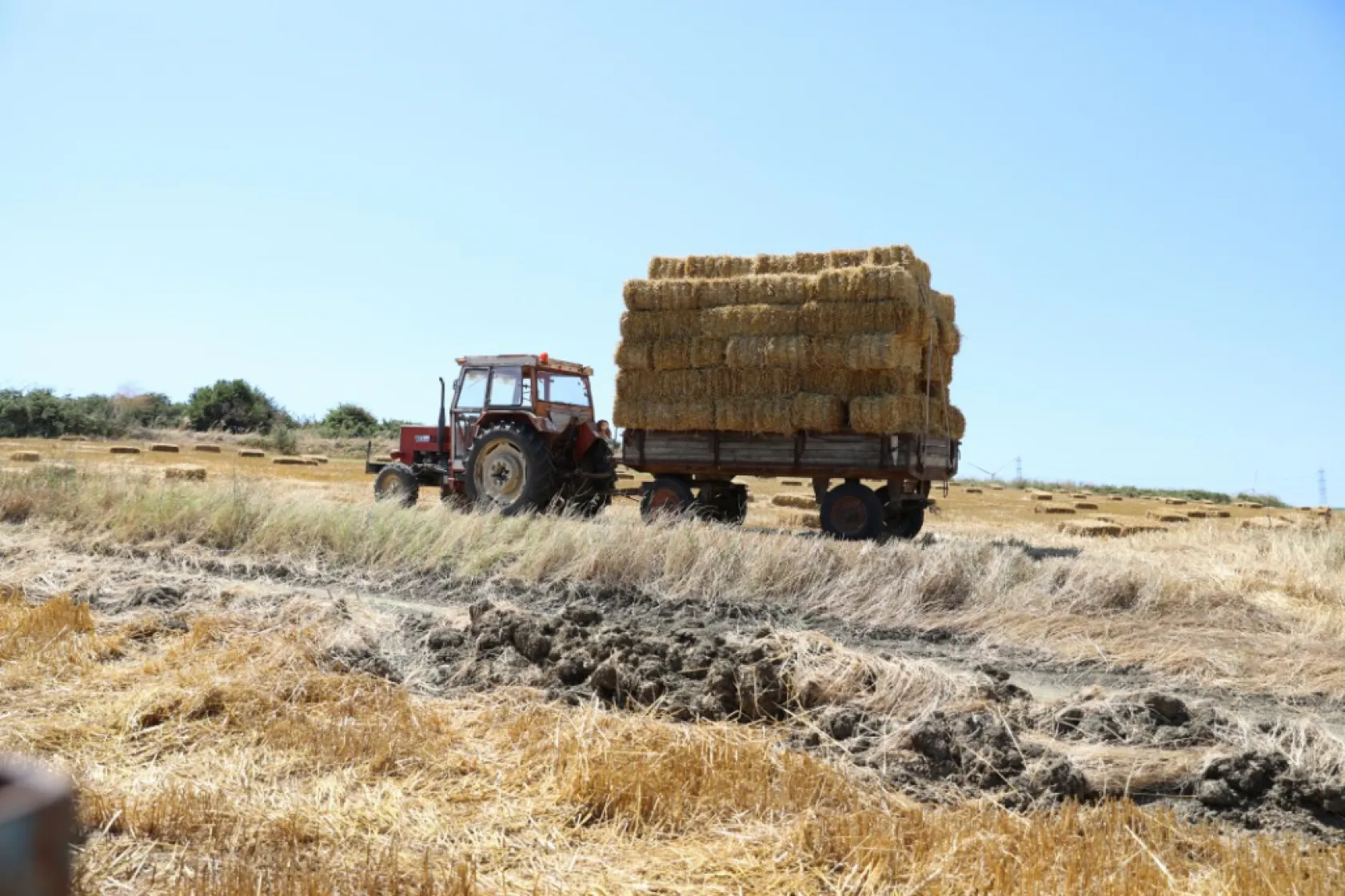 Silivri Belediyesinden üreticilere 2,5 milyon TL'lik saman desteği