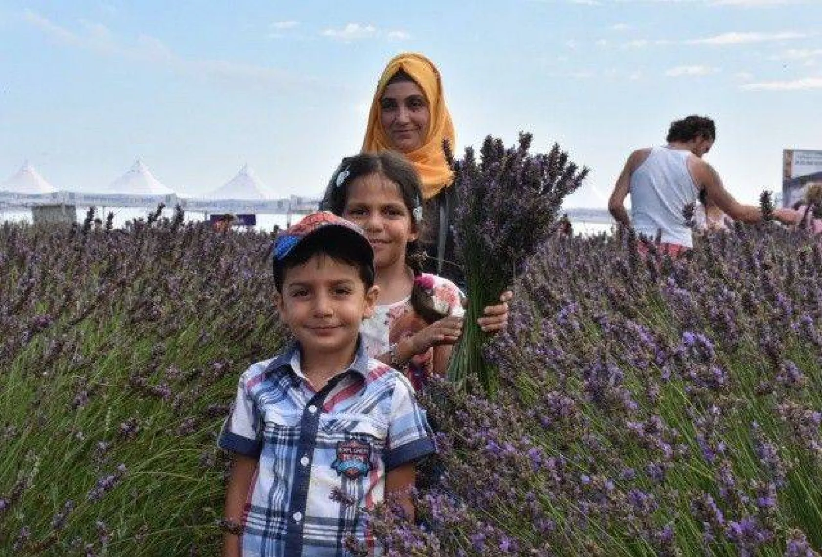 Lavanta Hasat Şenliği yapıldı