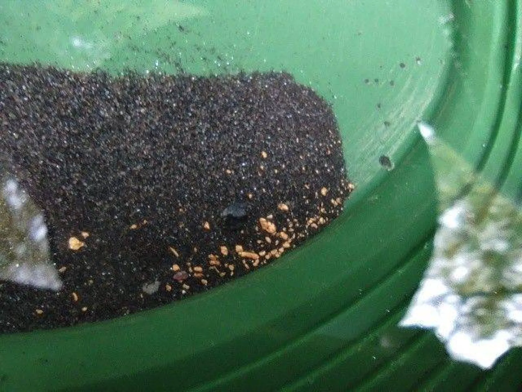 Uludağ'ın eteklerinde altın arıyorlar