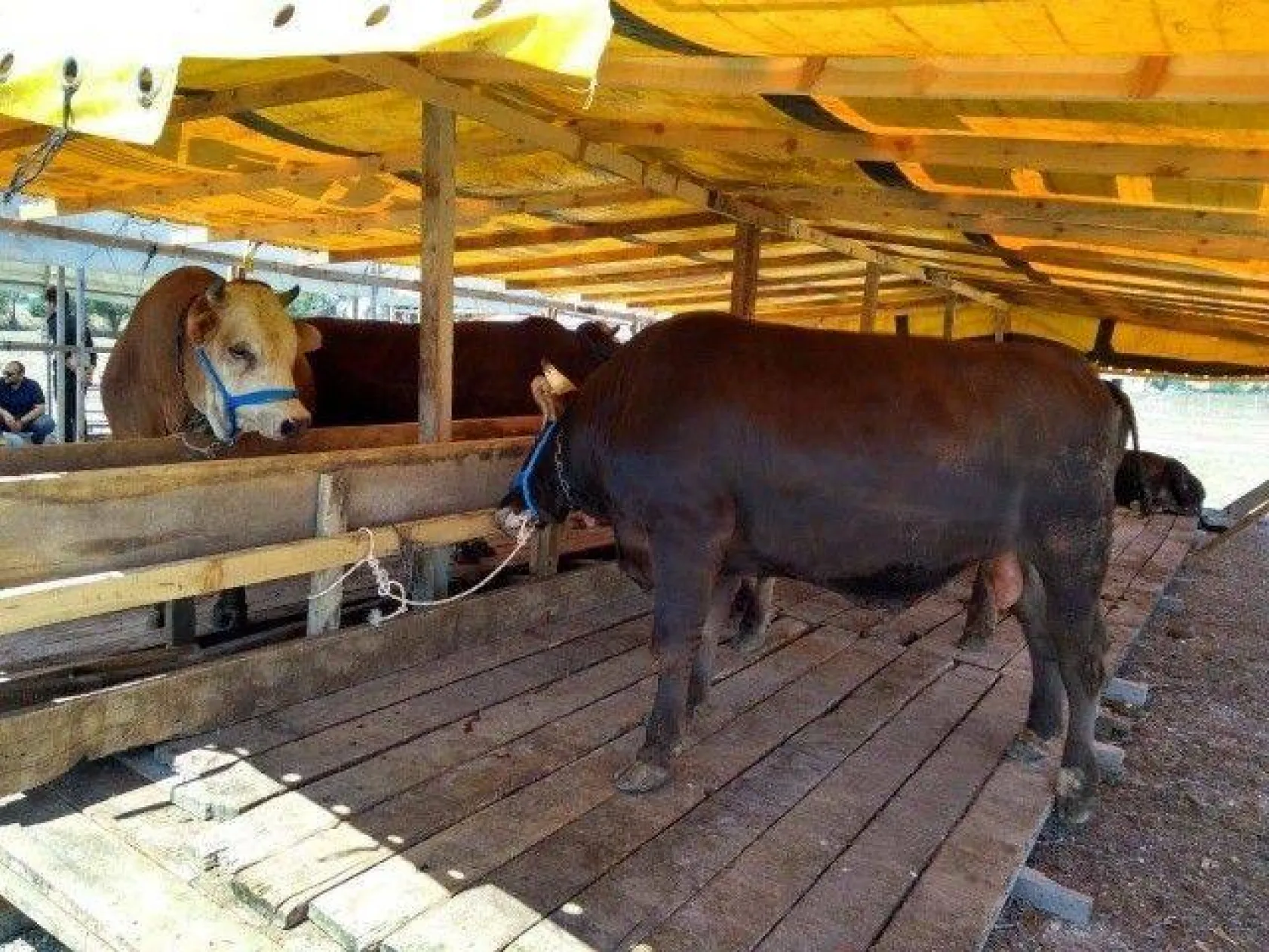 Belediyeden Kurban Bayramı Hazırlığı