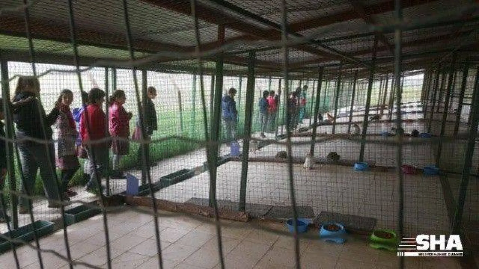 Ekmeklerini Barınaktaki Hayvanlarla Paylaştılar