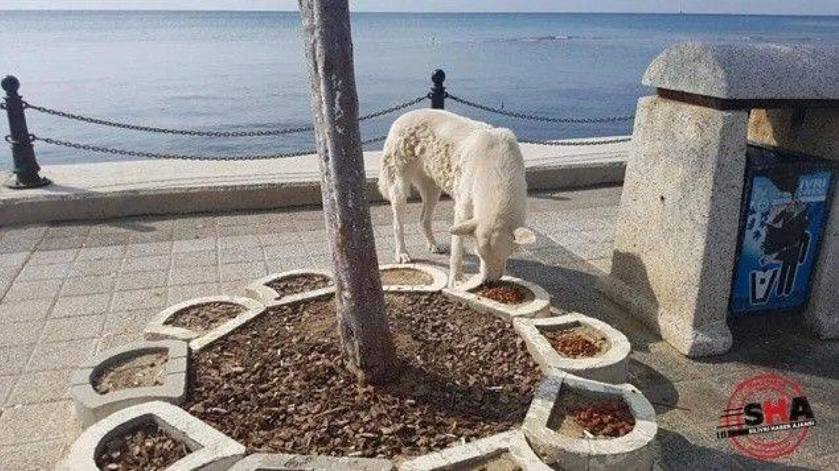 Çilli Anaokulu çocukları can dostlarını unutmadı