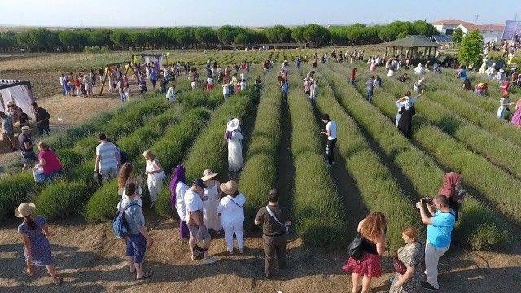 Silivri'de Görkemli Lavanta Şenliği