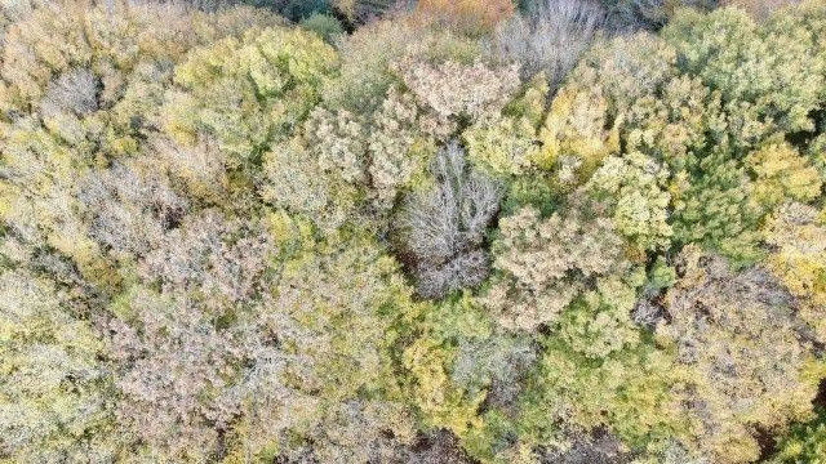 Istranca ormanlarında sonbahar güzelliği