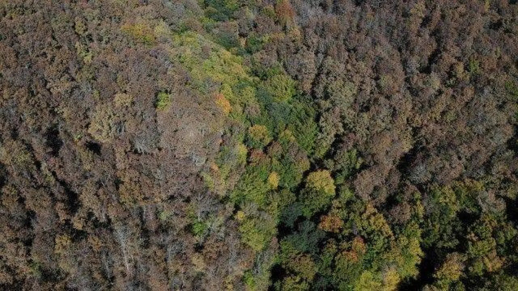 Istranca ormanlarında sonbahar güzelliği