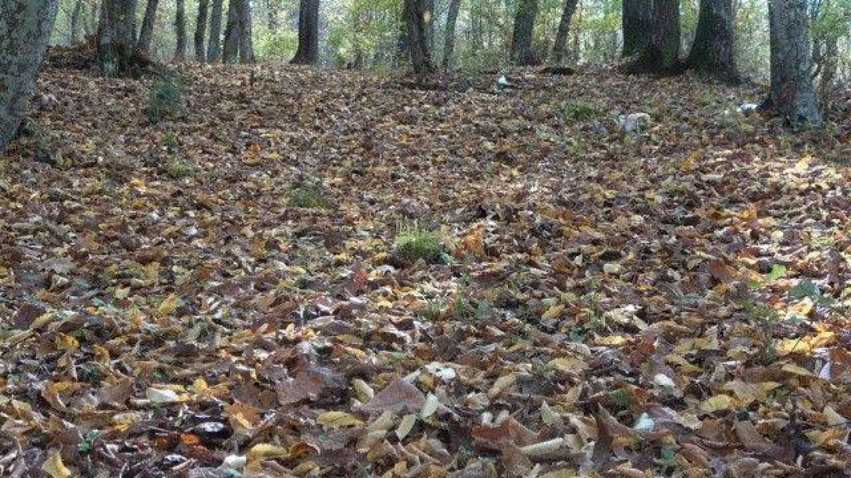 Istranca ormanlarında sonbahar güzelliği