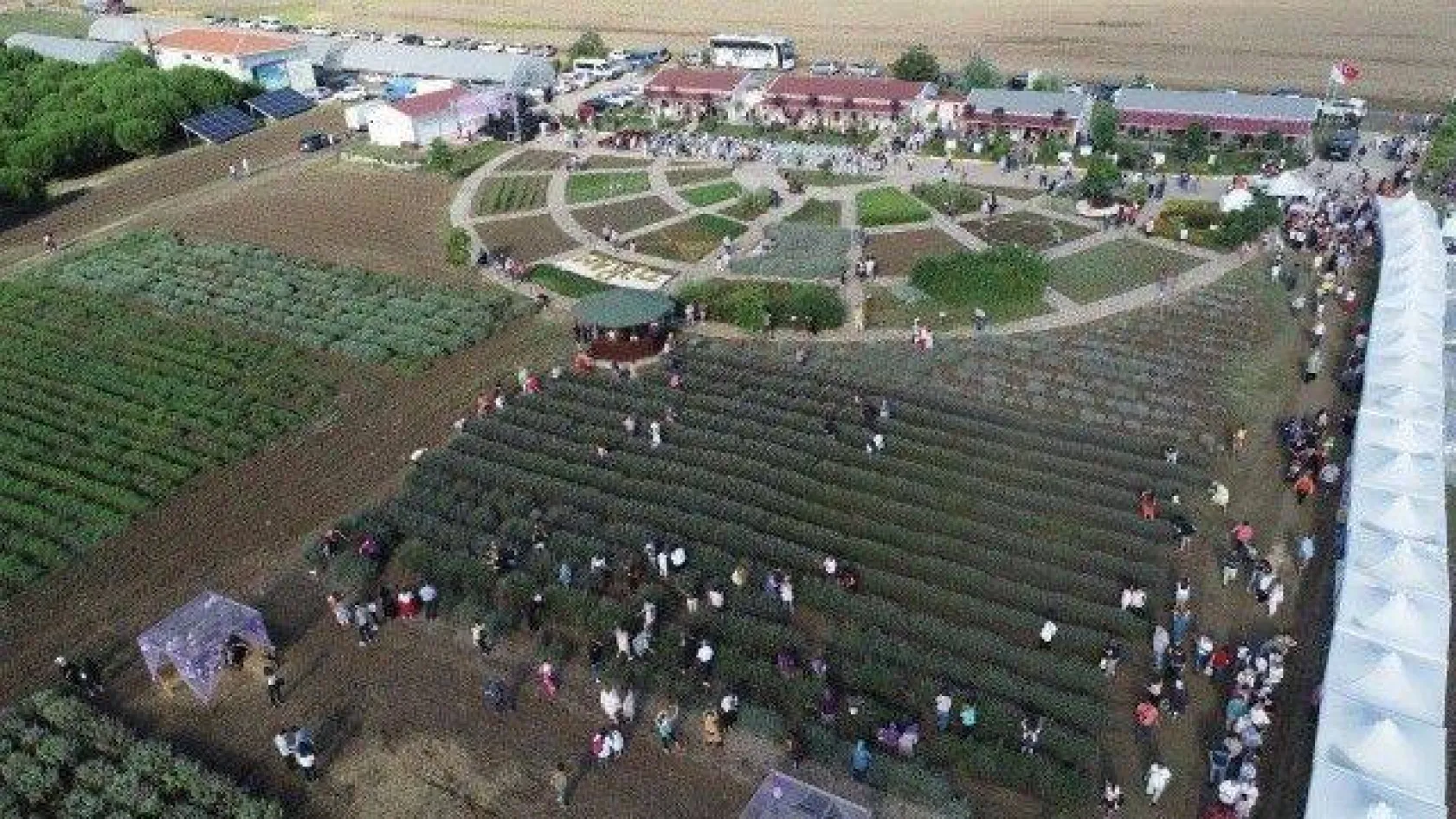 Lavanta Hasat Şenliği yapıldı