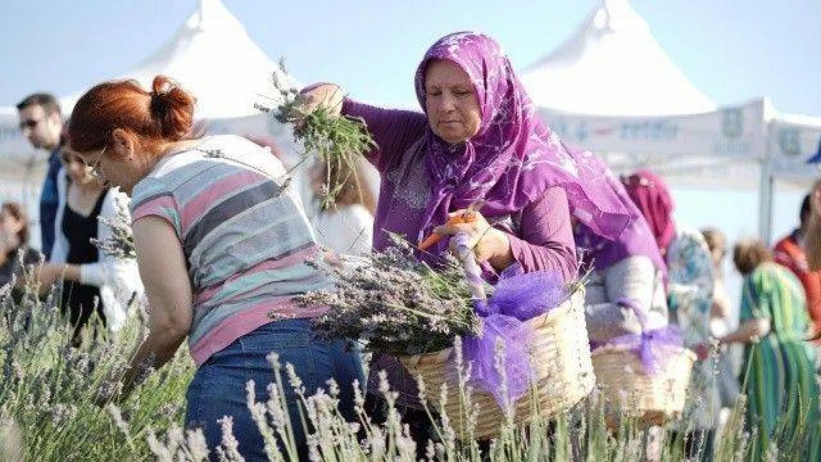 Lavanta Hasat Şenliği yapıldı