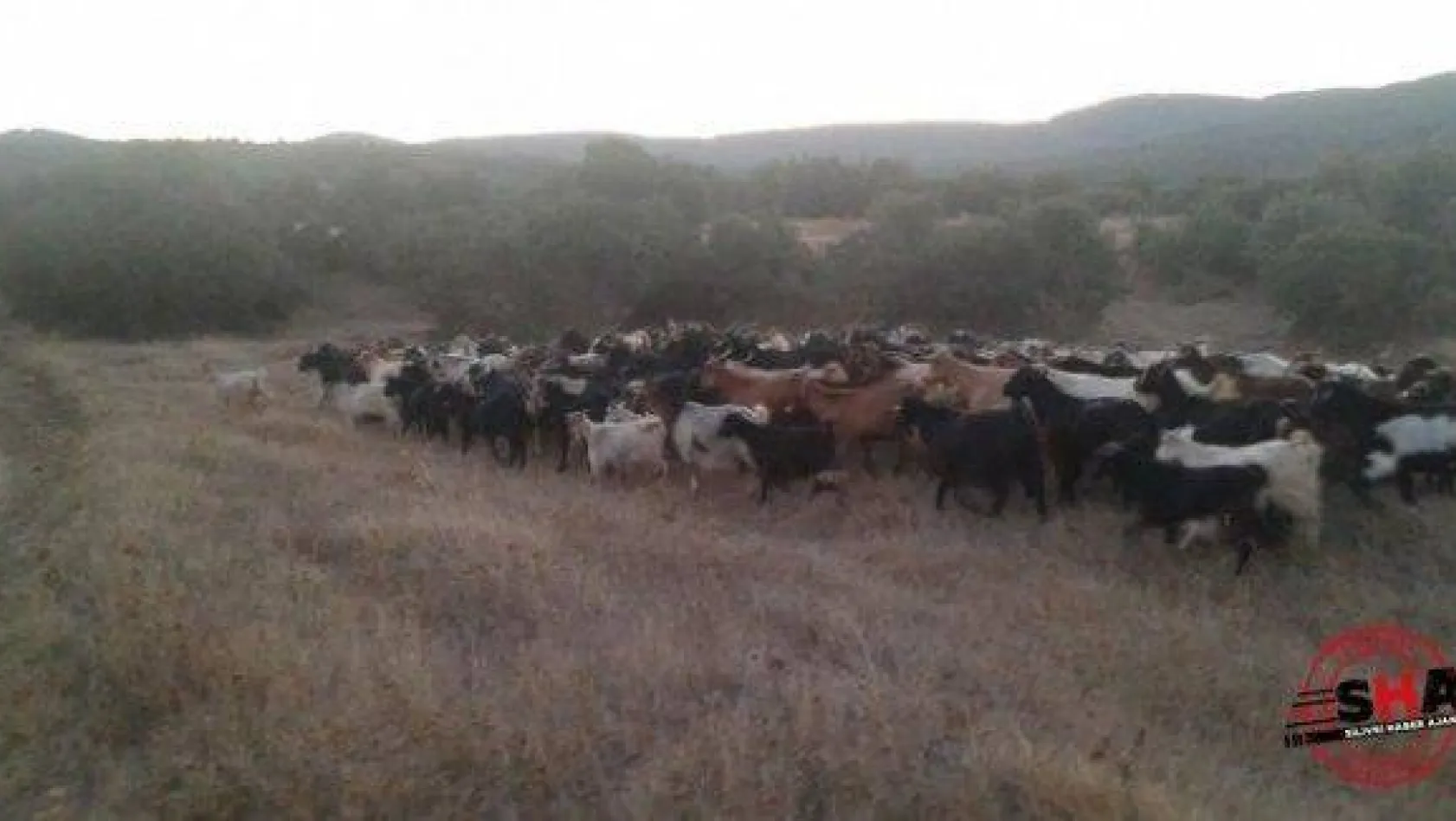 Silahlı tehditle çalınan 500 keçi dağda bulundu