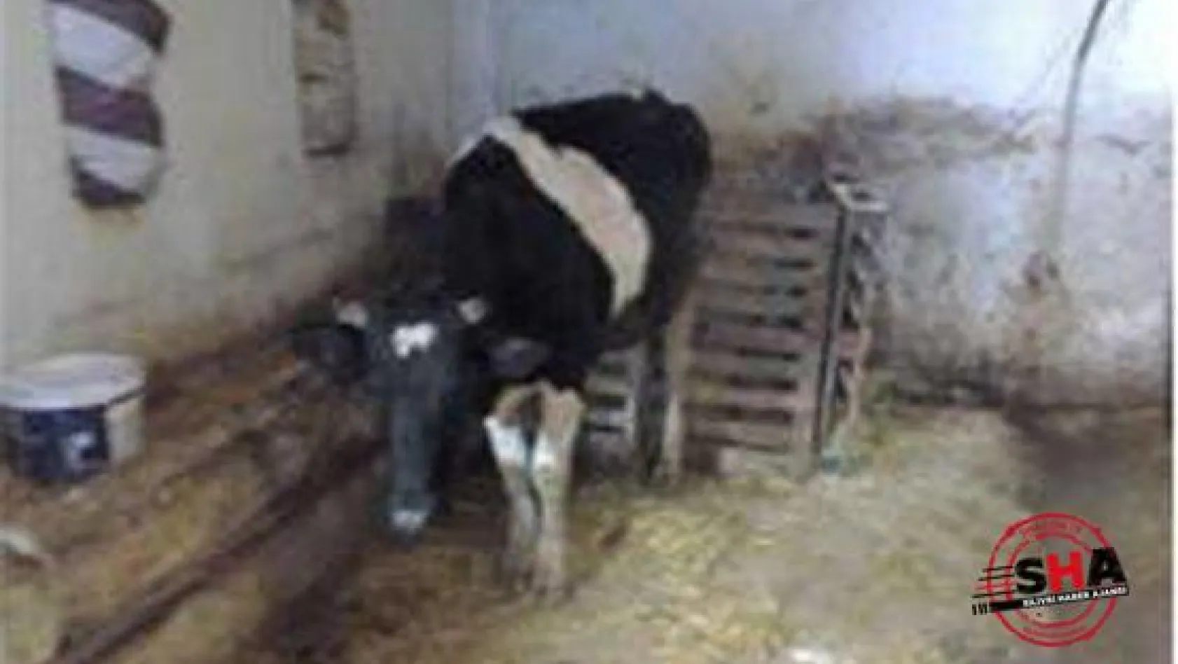 Edirne'den çalınan inekler Kavaklı'da yakalandı
