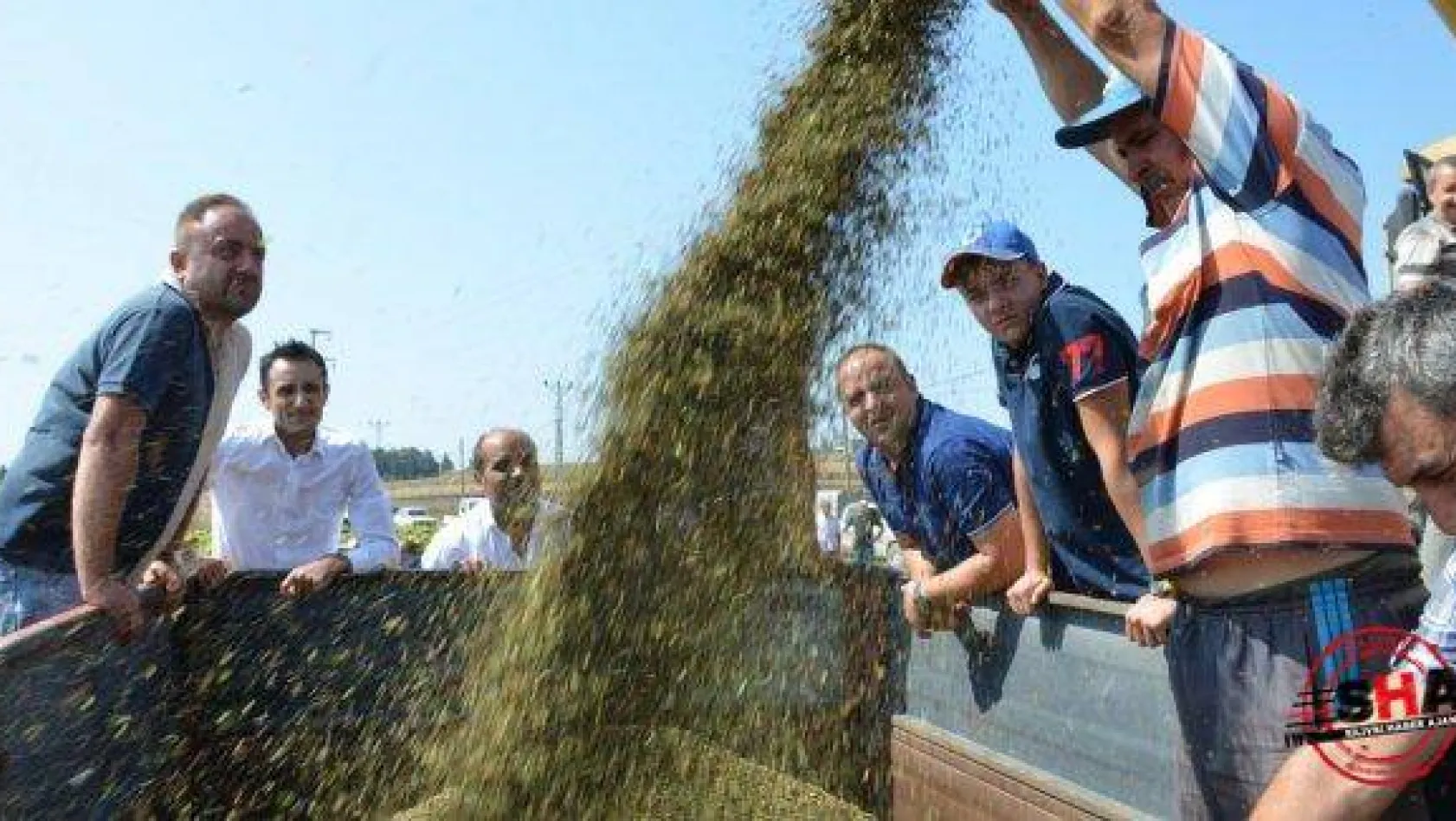 Silivri'de Karabuğday Hasatı Başladı
