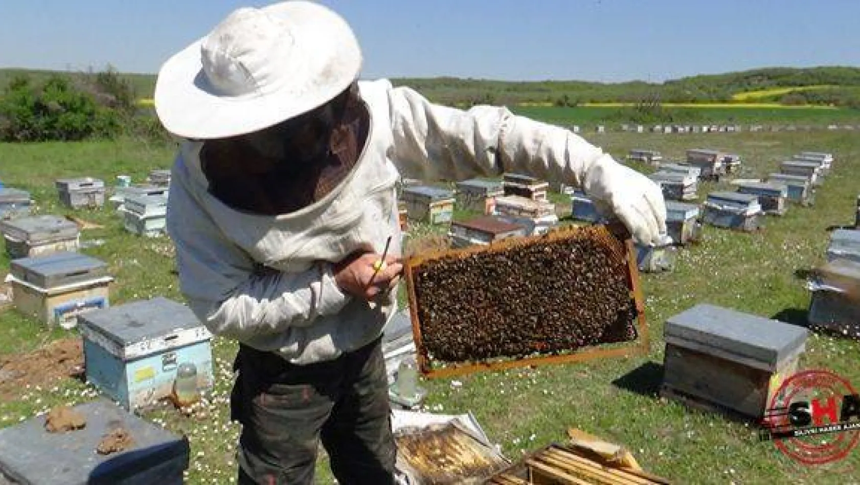 Arılarıyla bin 500 kilometre yol yaptılar