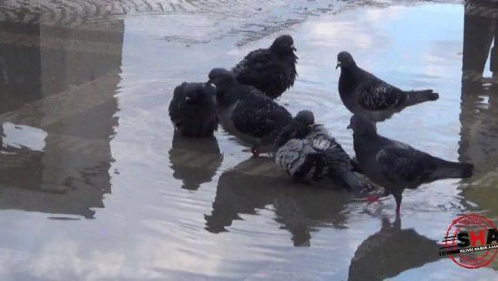 Sahilde, güvercinlerin banyo keyfi