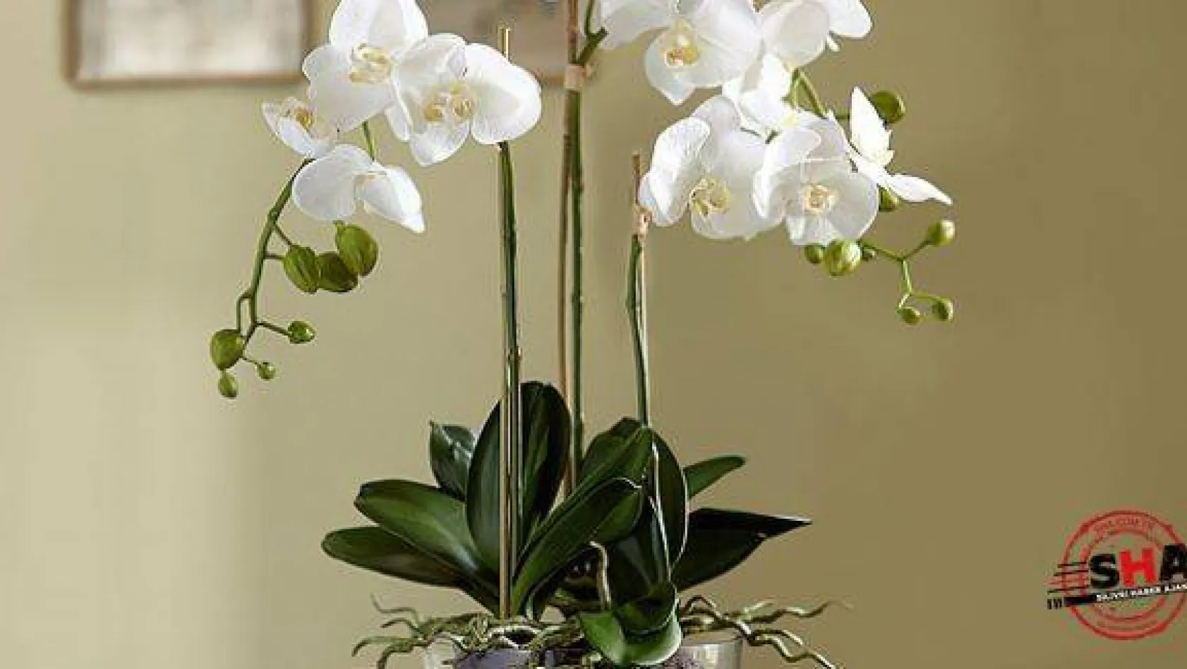 Orkidelerinizi bir saksıdan diğerine nasıl taşıyacaksınız