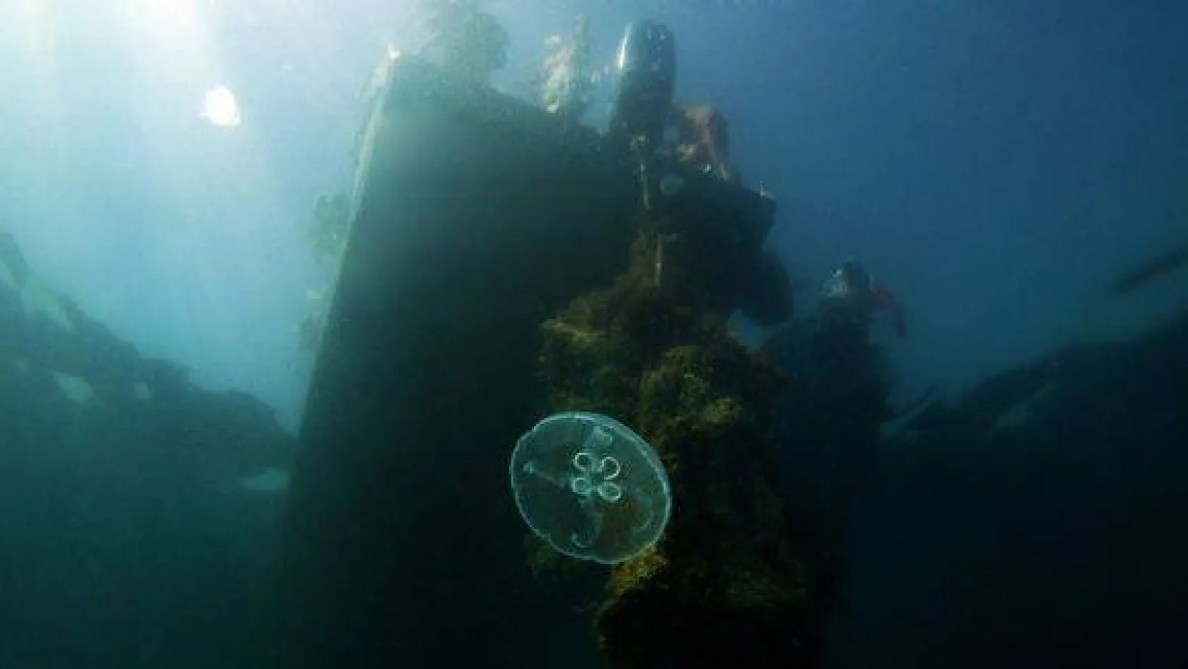 Marmara Denizi'ndeki mercanlar böyle kurtarıldı