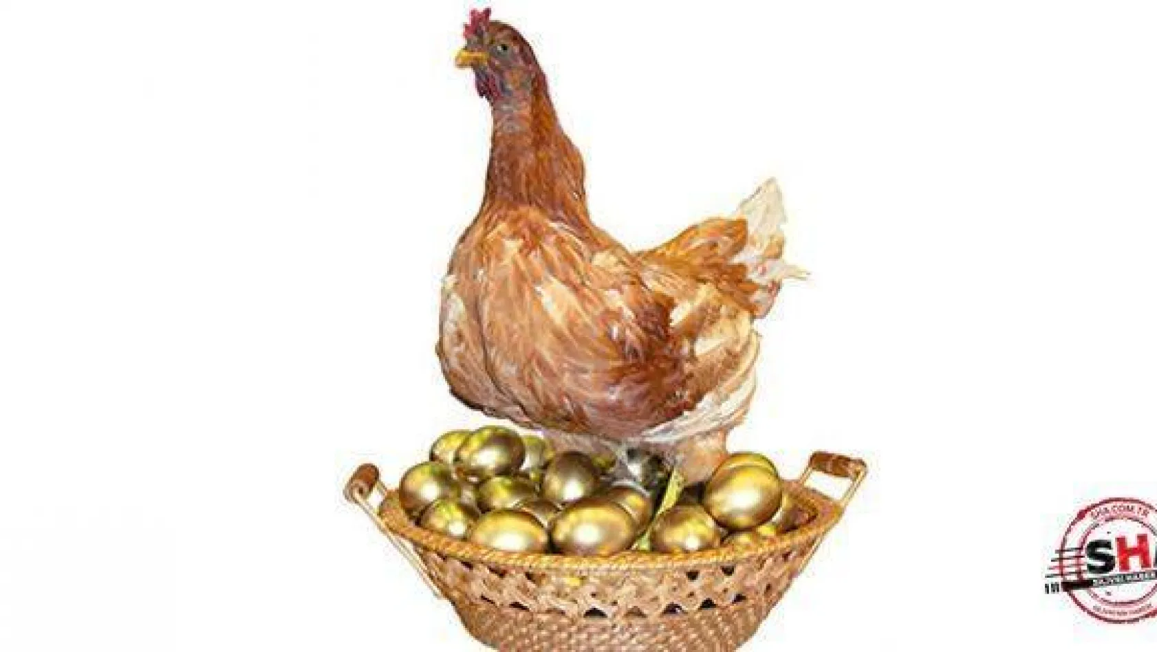 Tavuklar kanser ilacı yumurtluyor