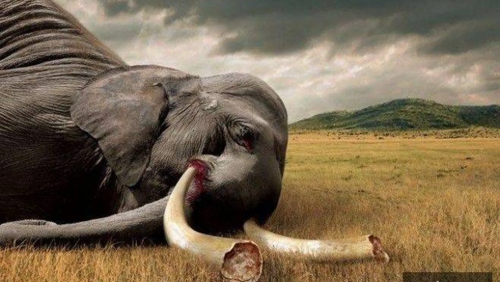 Fil ile avcılar