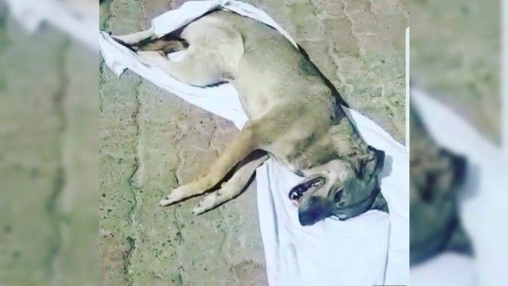 Ezilerek ölüme terk edilen köpek tüm Türkiye'yi ağlattı