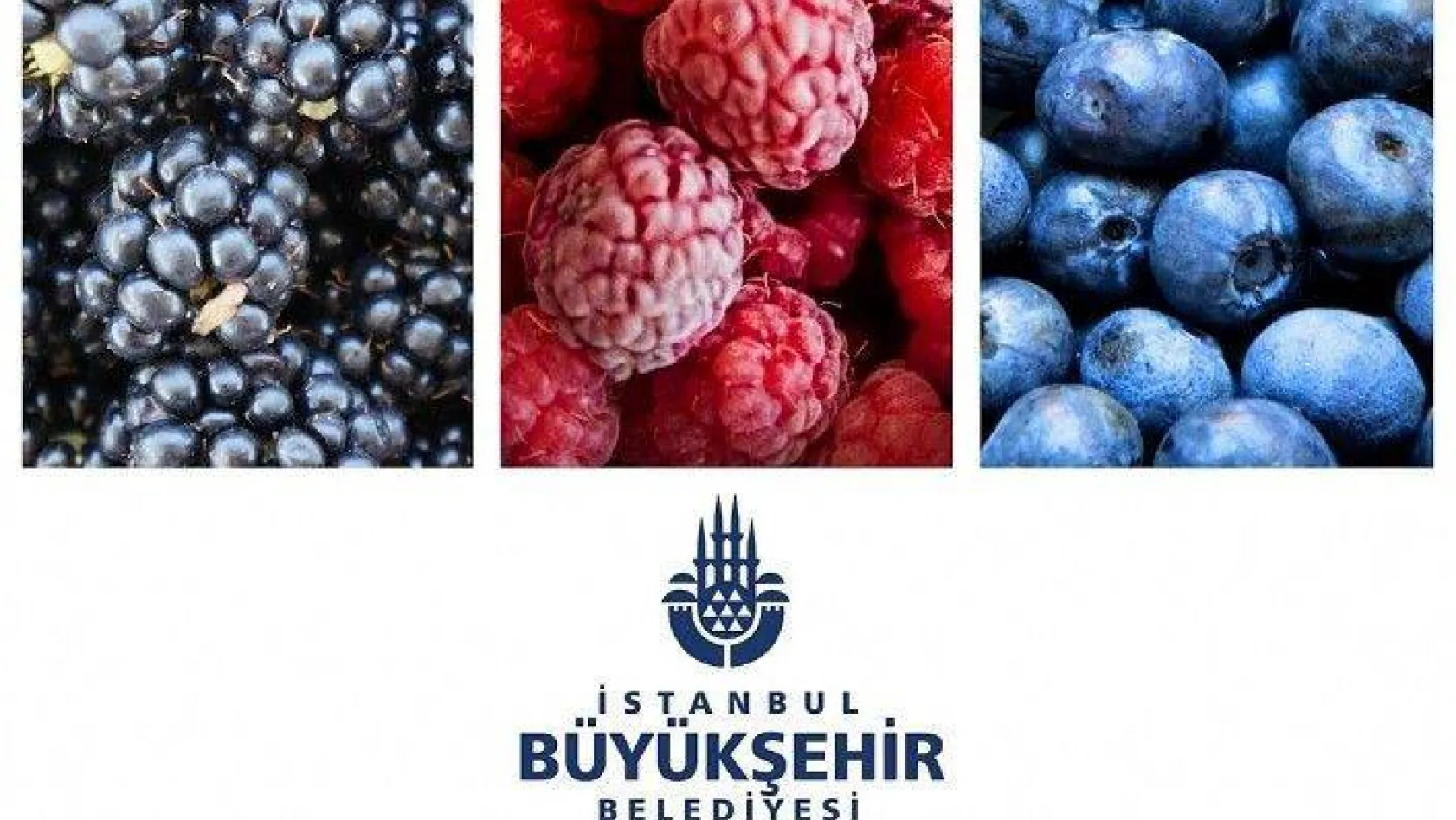 İBB'den Üzümsü Meyveler Eğitimi
