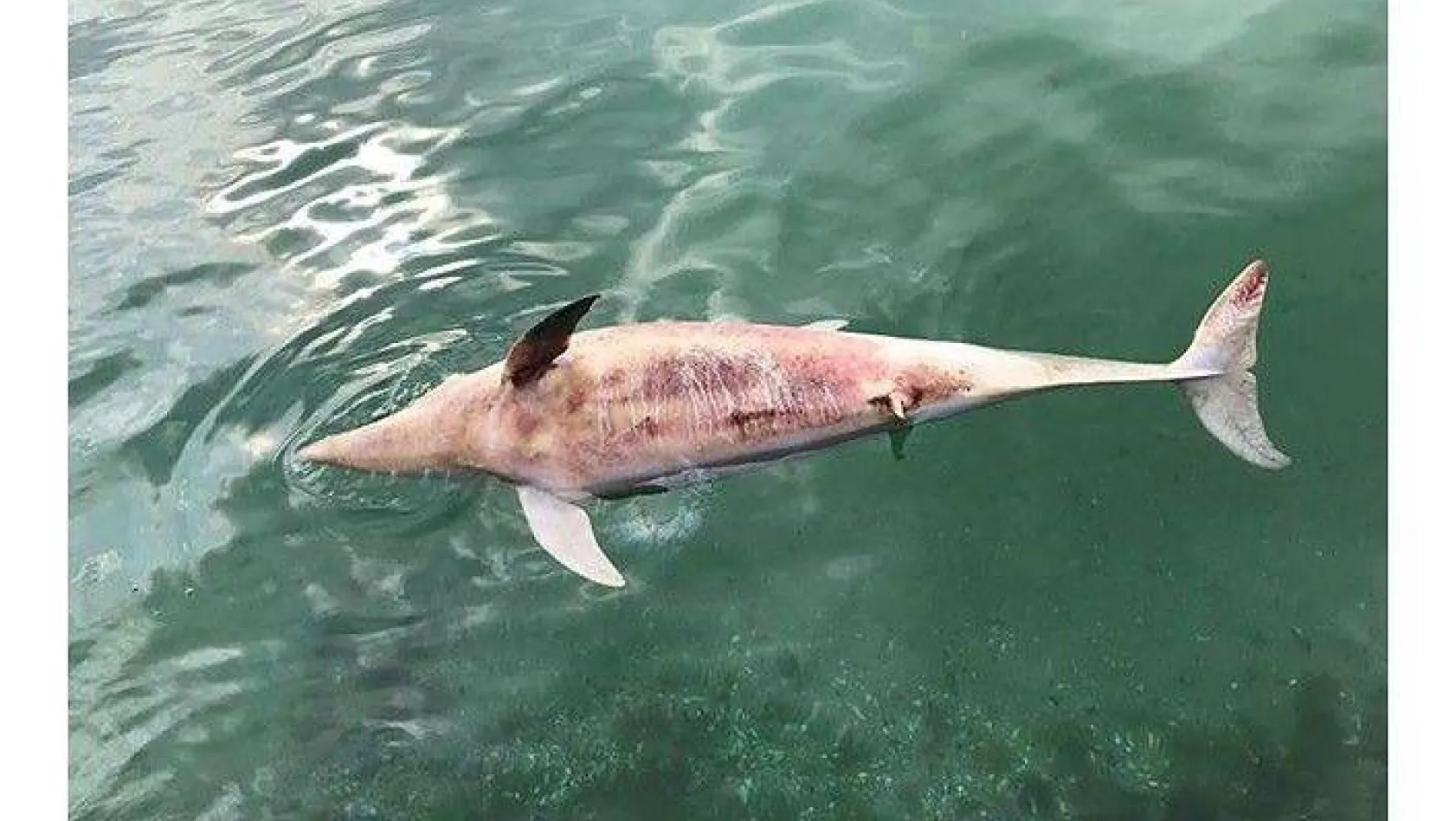 Silivri'de Karaya Ölü Yunus Balığı Vurdu