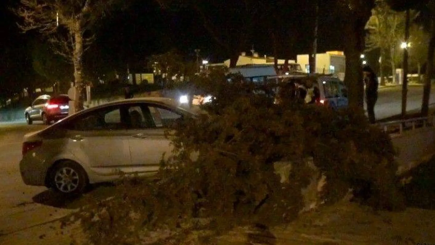 Alkollü sürücü çam ağacını devirdi