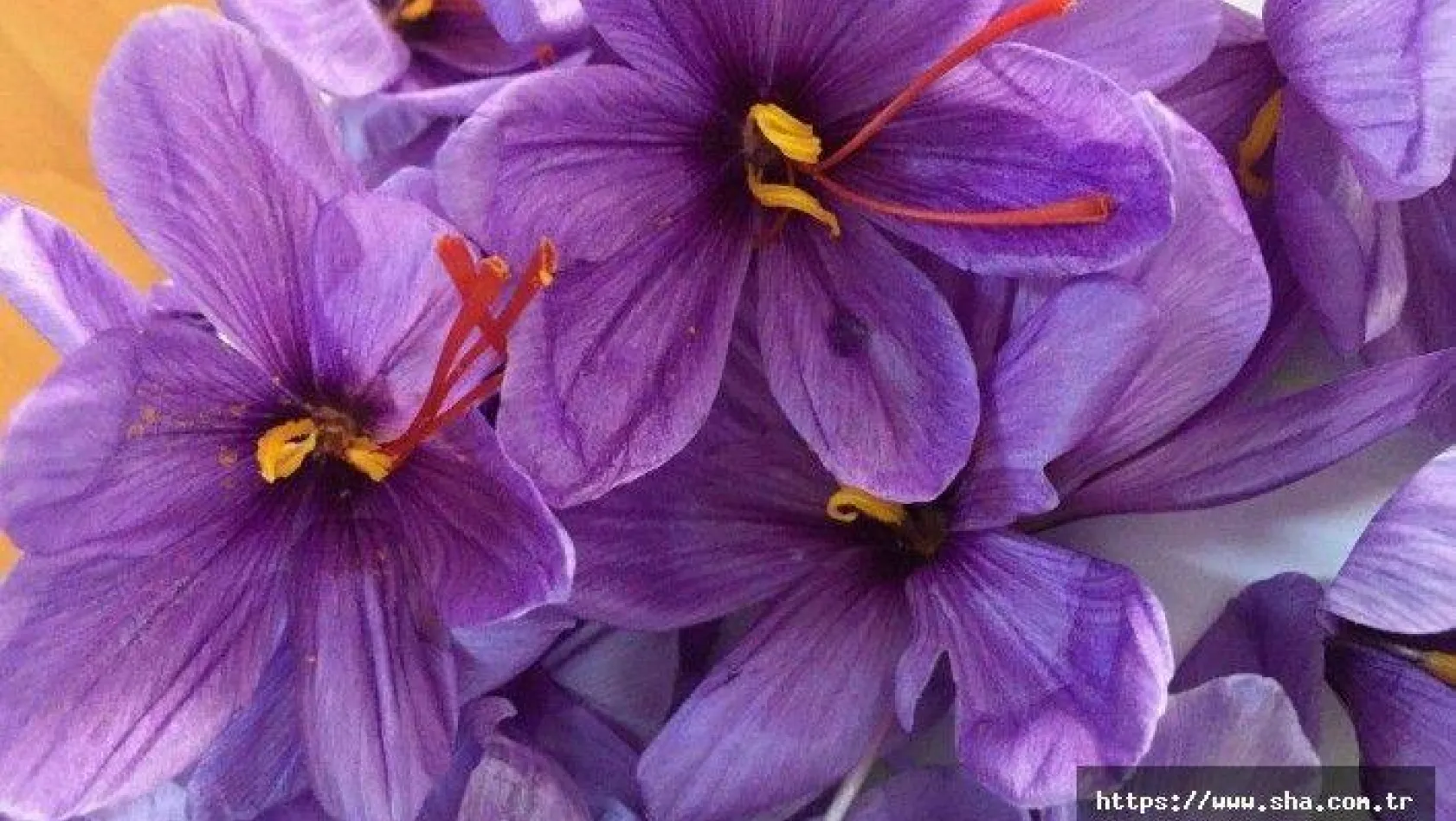 ''Safran Çiçeği'' artık Silivri'de de yetiştirilecek