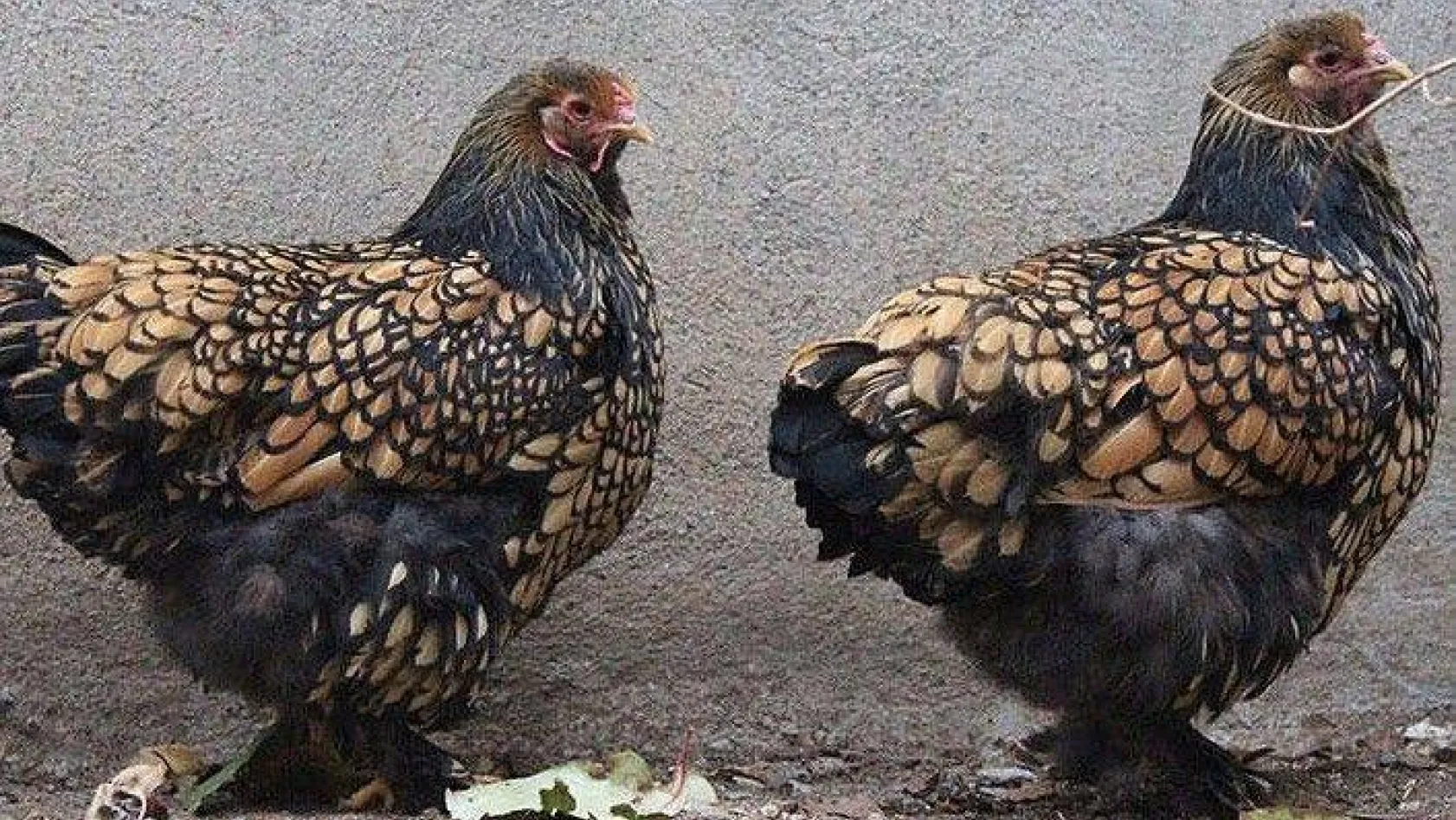 Süs Tavukları yetiştiricileri Silivri'de buluştu