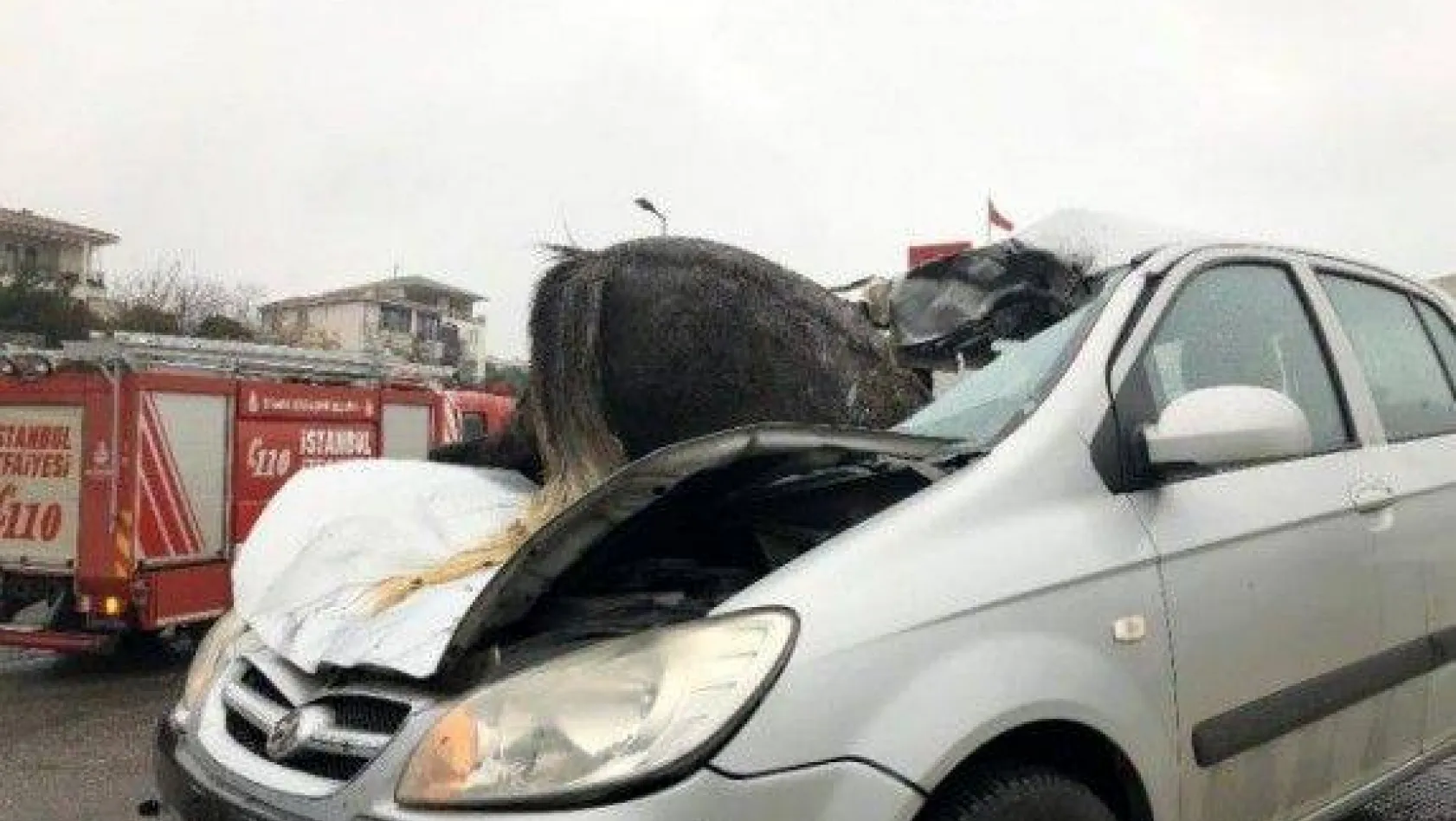 Kumburgaz'da korkunç kaza! Başıboş at, aracın ön camından içeri girdi