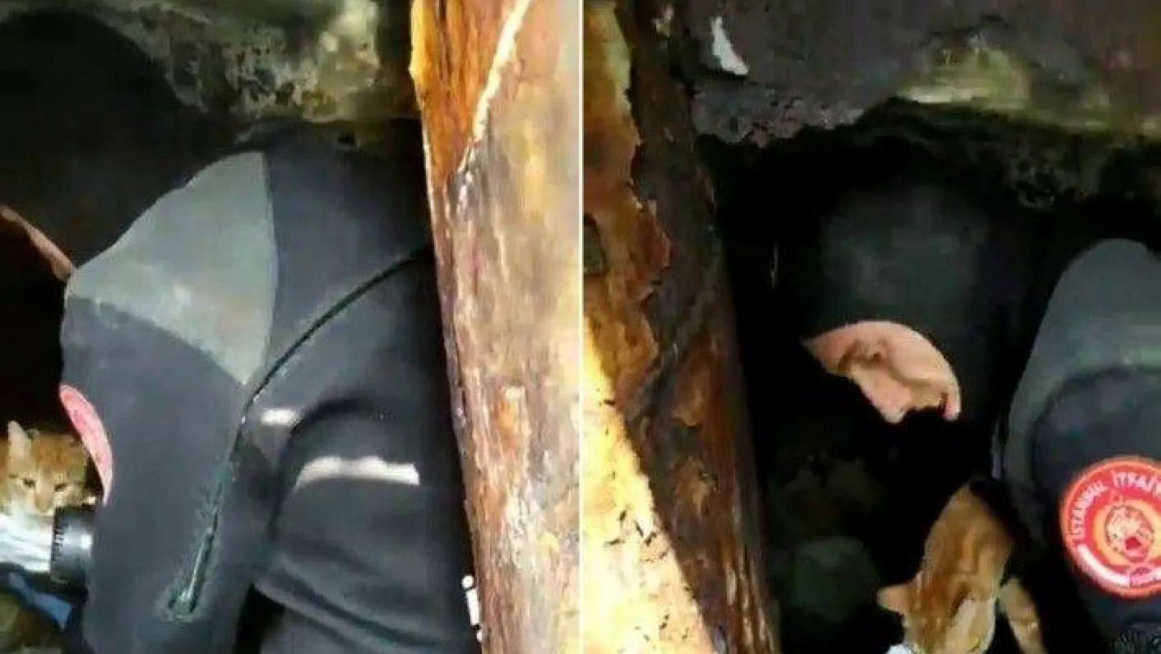 İBB ekiplerinden iskele demirlerinde mahsur kalan kediye kurtarma operasyonu