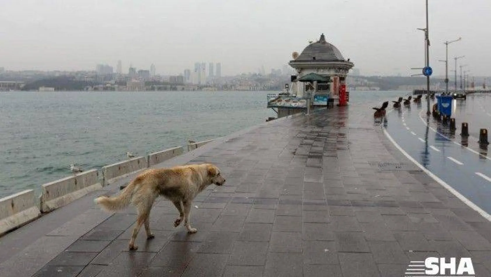 İstanbul Valisi Yerlikaya'dan sokak hayvanlarıyla ilgili paylaşım