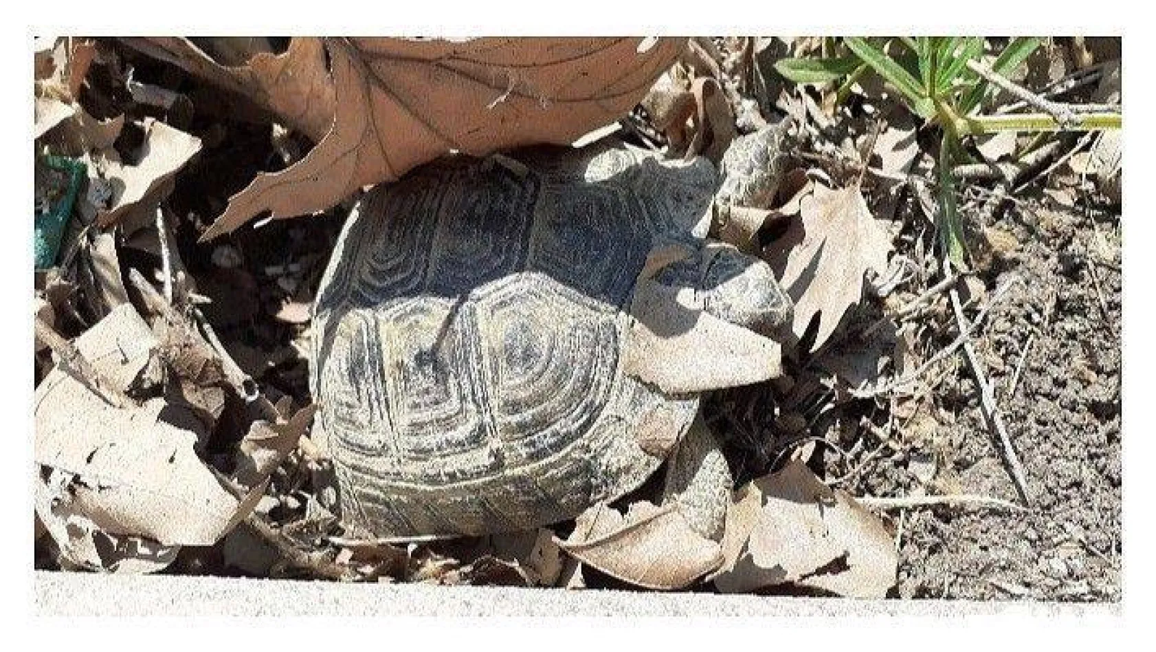 Kaplumbağalar güneşin tadını çıkardı!