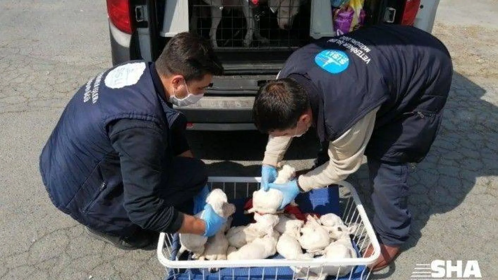 Şişli'de yavru köpeklere belediye ekipleri sahip çıktı