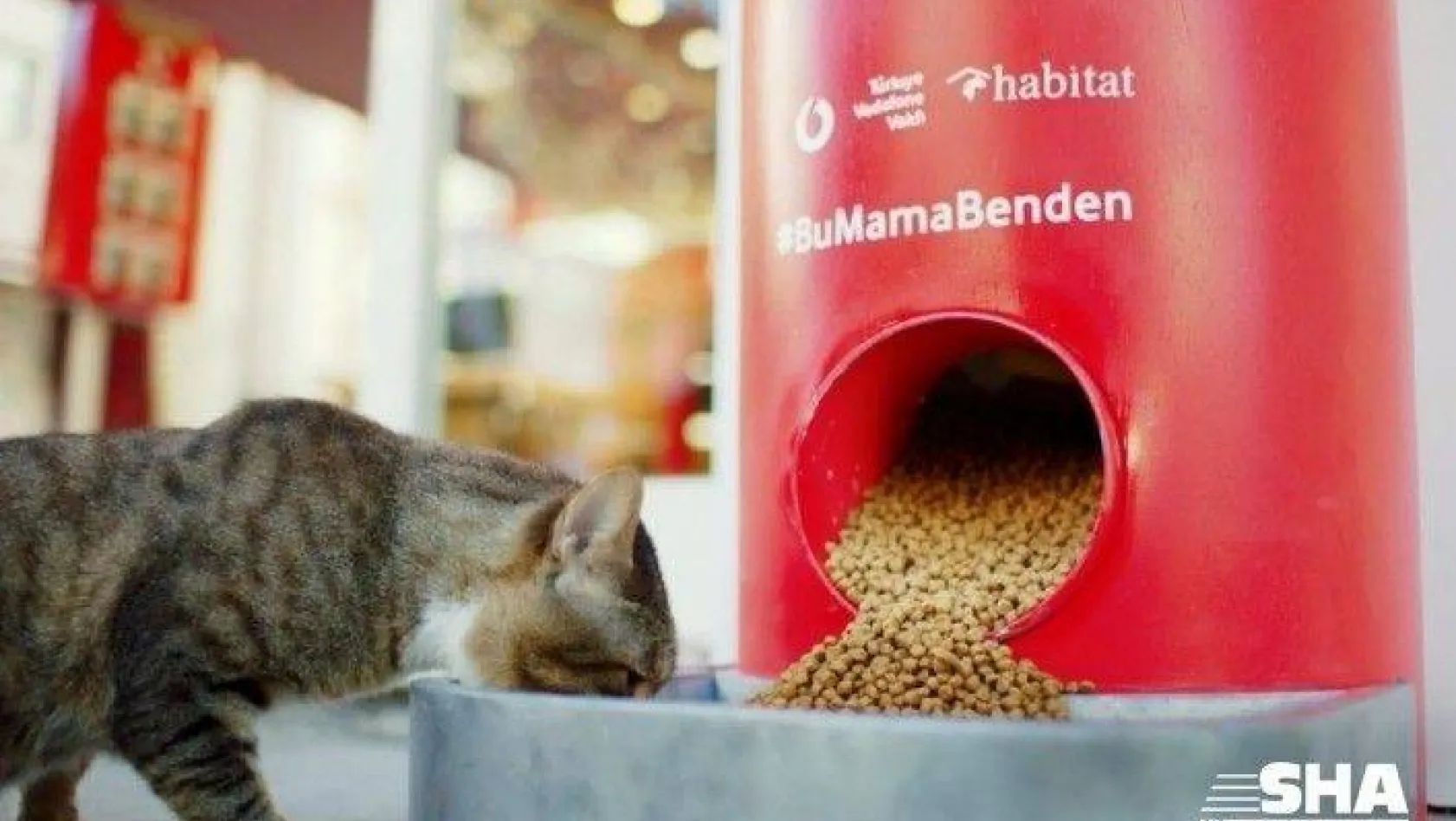 Türkiye Vodafone Vakfı'ndan 'Salgında sokak hayvanlarını unutma' çağrısı