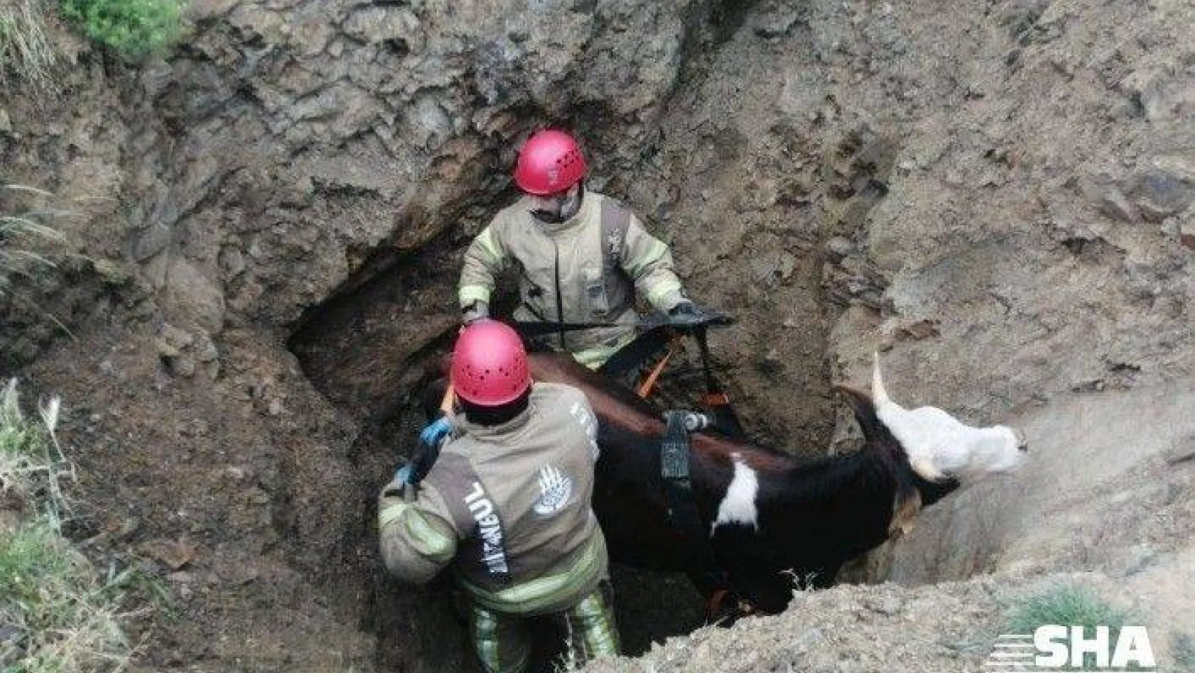 4 metrelik kuyuya düşen gebe ineği kurtarmak için ekipler seferber oldu