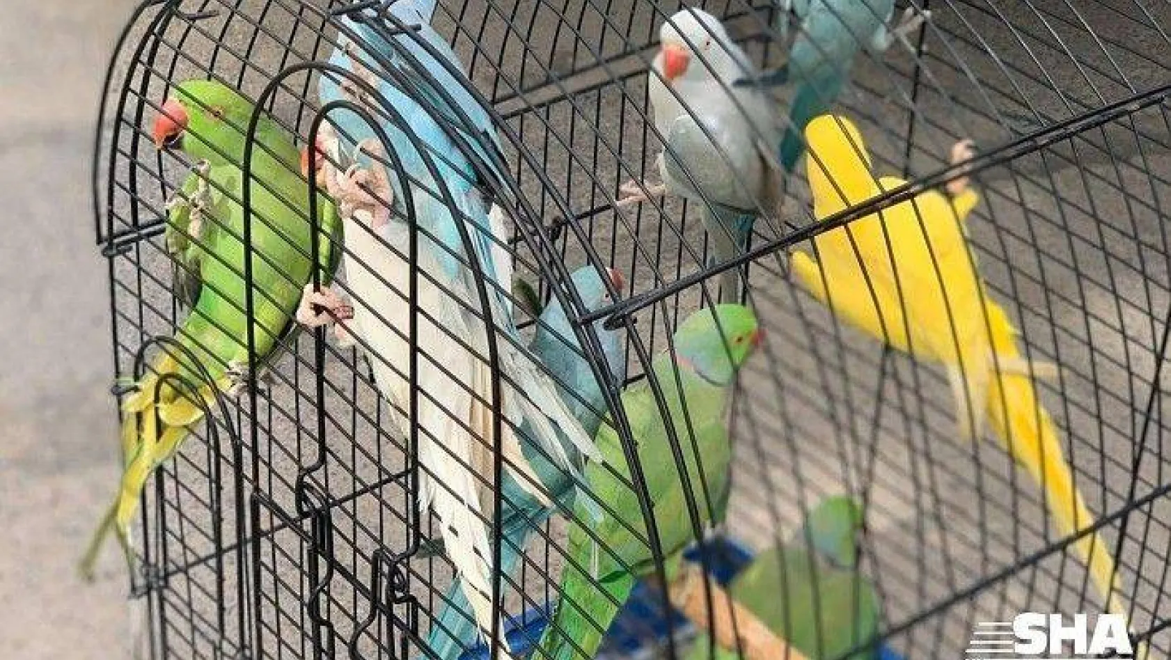 İstanbul'da papağan operasyonu: 66 papağan kurtarıldı
