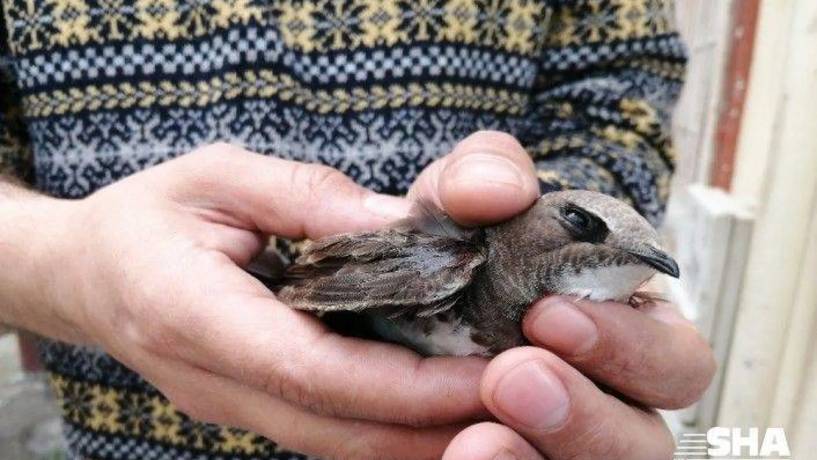 Kanadı kırık yaralı ebabil kuşuna belediye ekipleri sahip çıktı