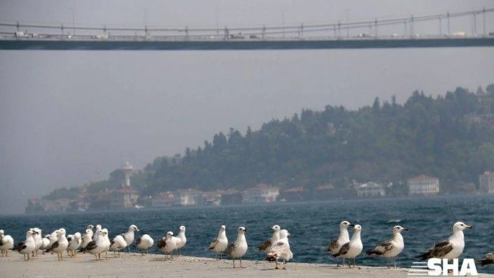 (Özel) İstanbul'un ünlü sahiline martı akını