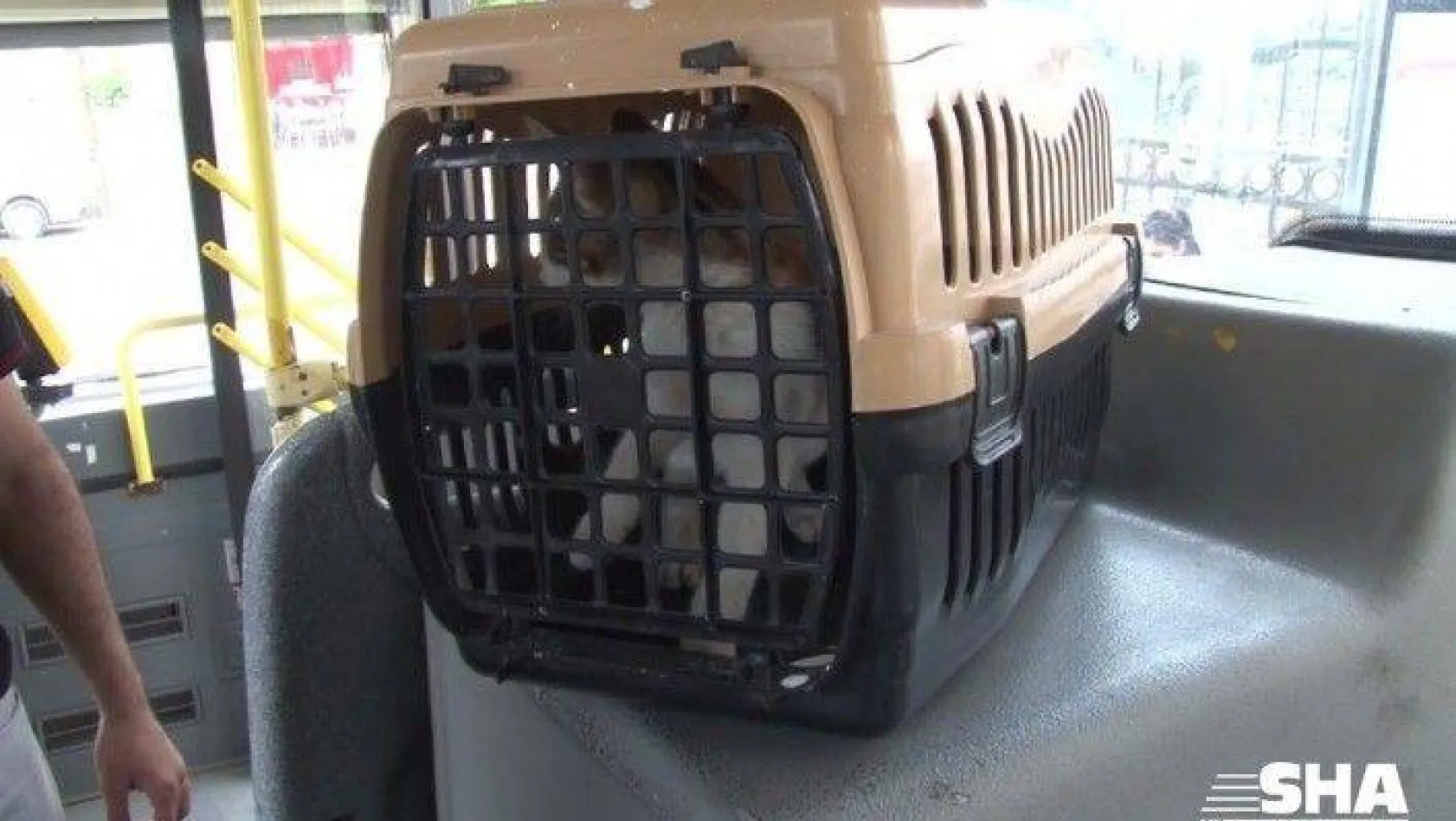 (ÖZEL) Belediye otobüsünde sıkışan kedi şoförün 10 saat uğraşı sonrasında kurtarıldı