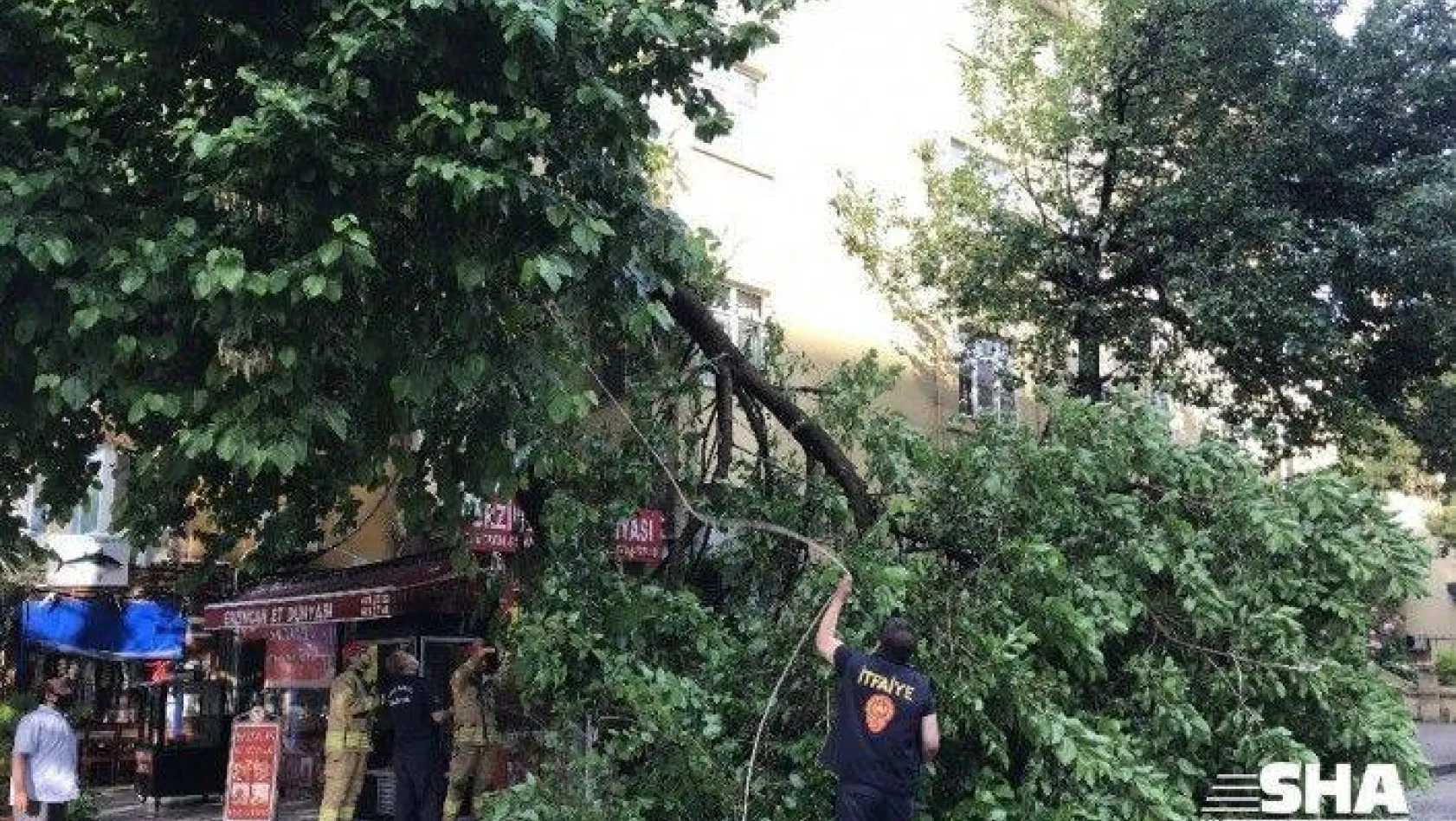 (ÖZEL) Kadıköy'de yağan aşırı yağmur yarım asırlık dut ağacını devirdi