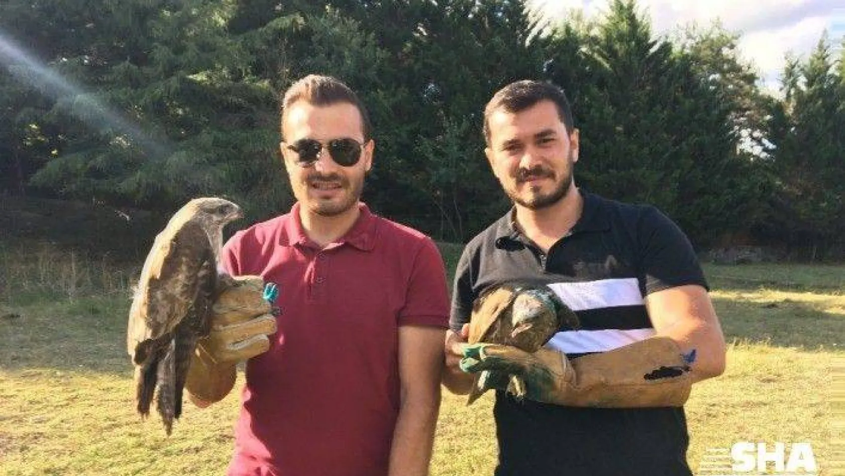 Çekmeköy'de  tedavisi tamamlanan 6 şahin doğaya salındı