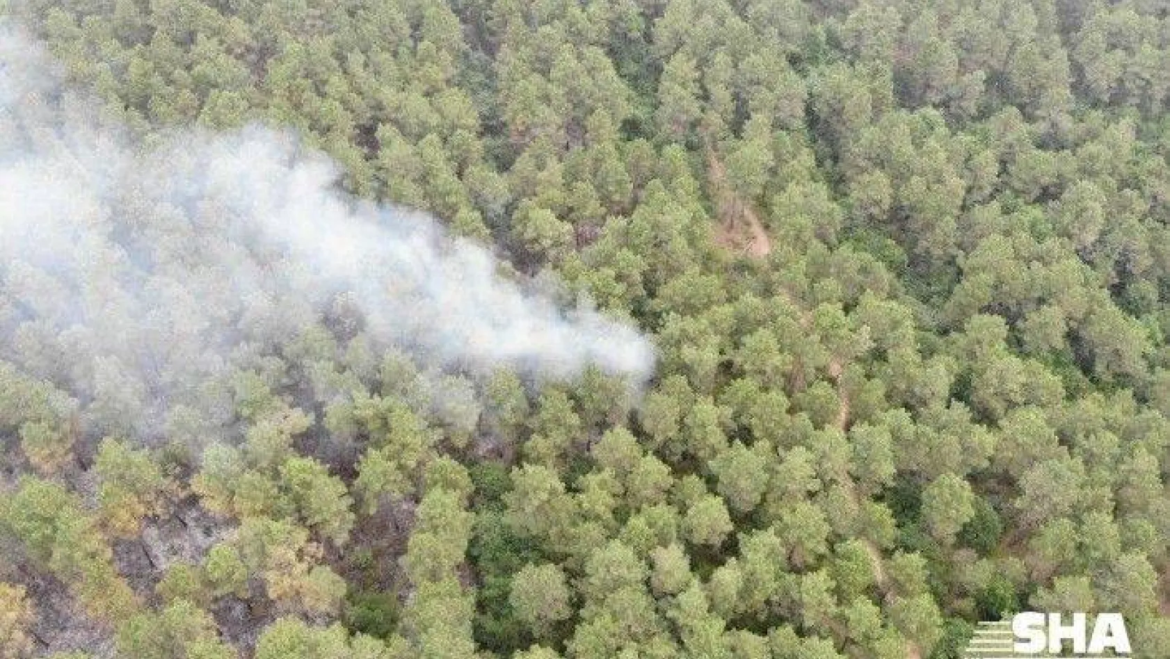 İstanbul'da 15 dekar orman yandı