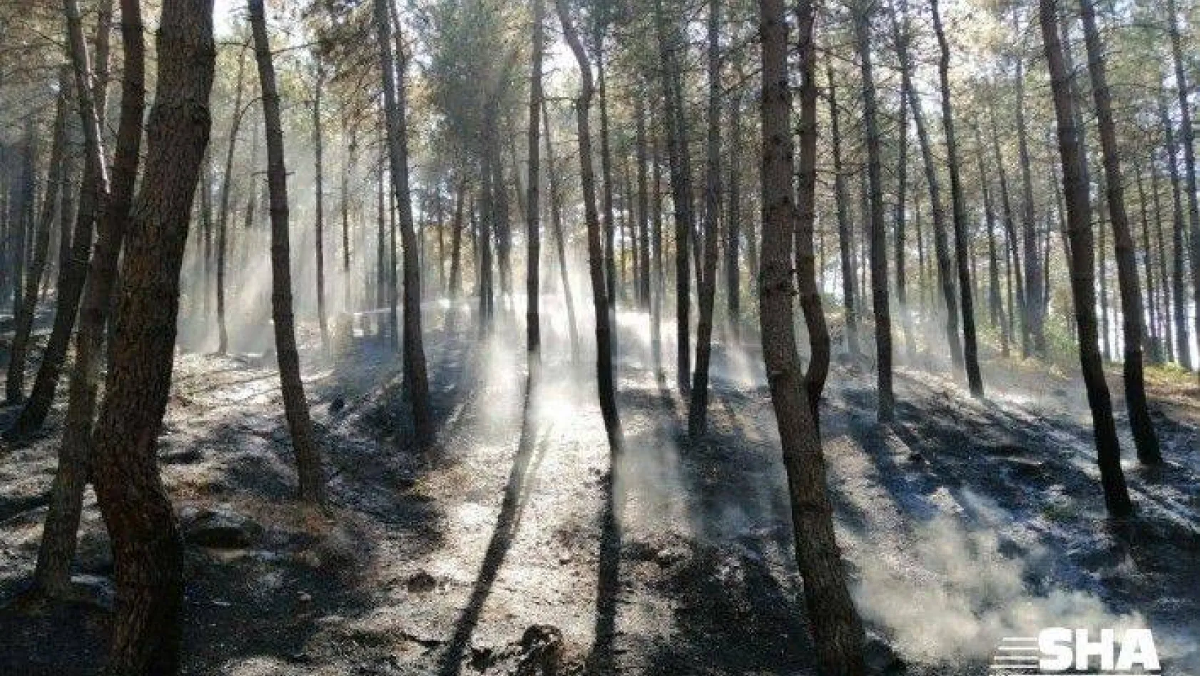 Maltepe'de korkutan orman yangını
