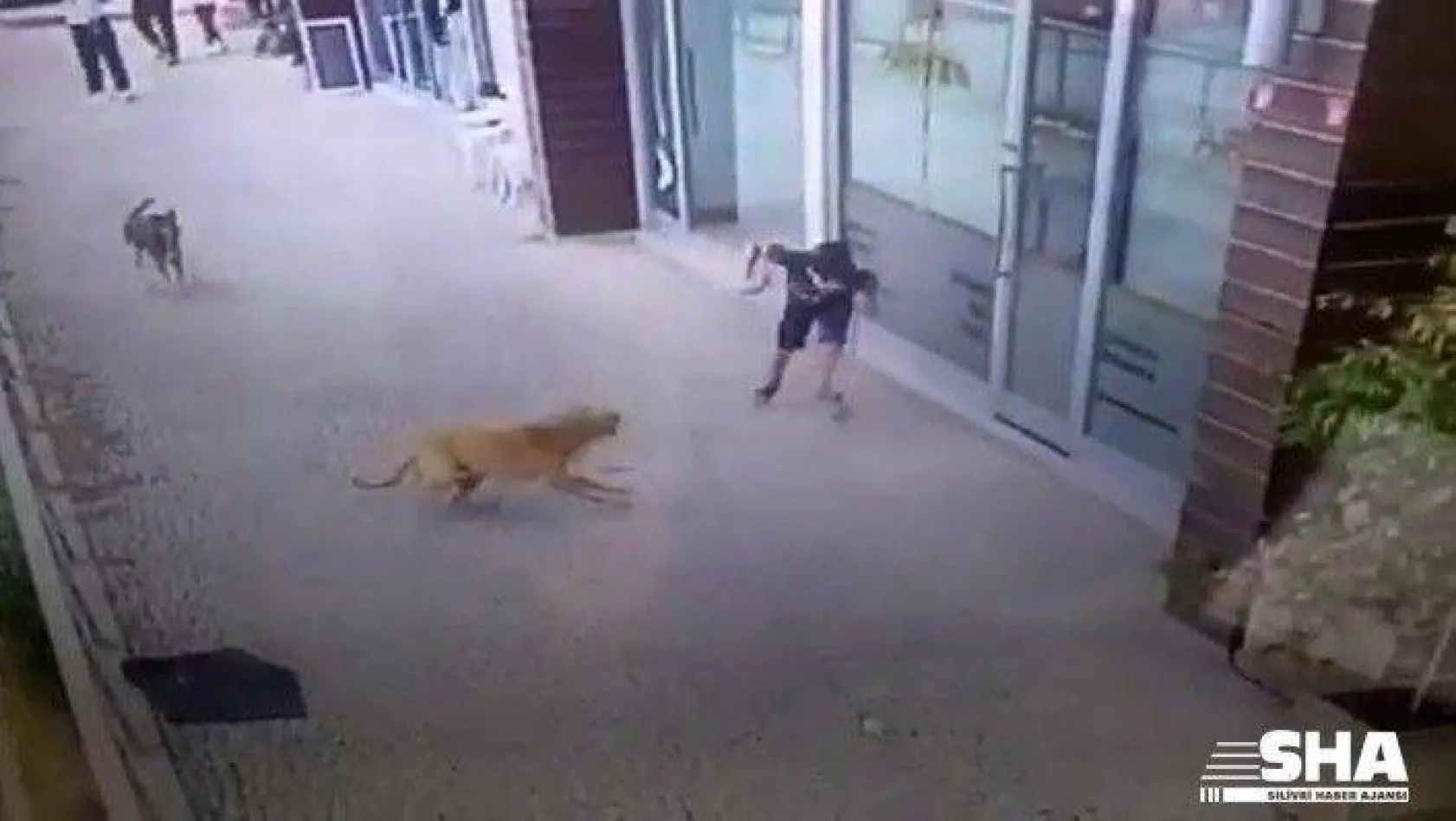 (Özel) İstanbul'da küçük çocuğa köpek saldırısı kamerada