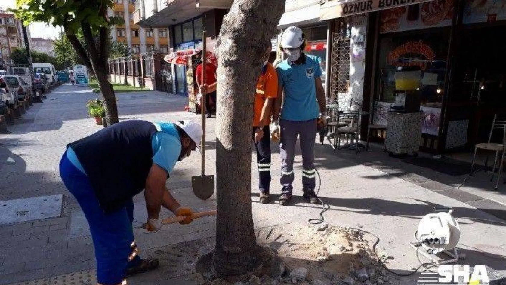 Köklerine beton dökülen ağaçlar tedavi ediliyor