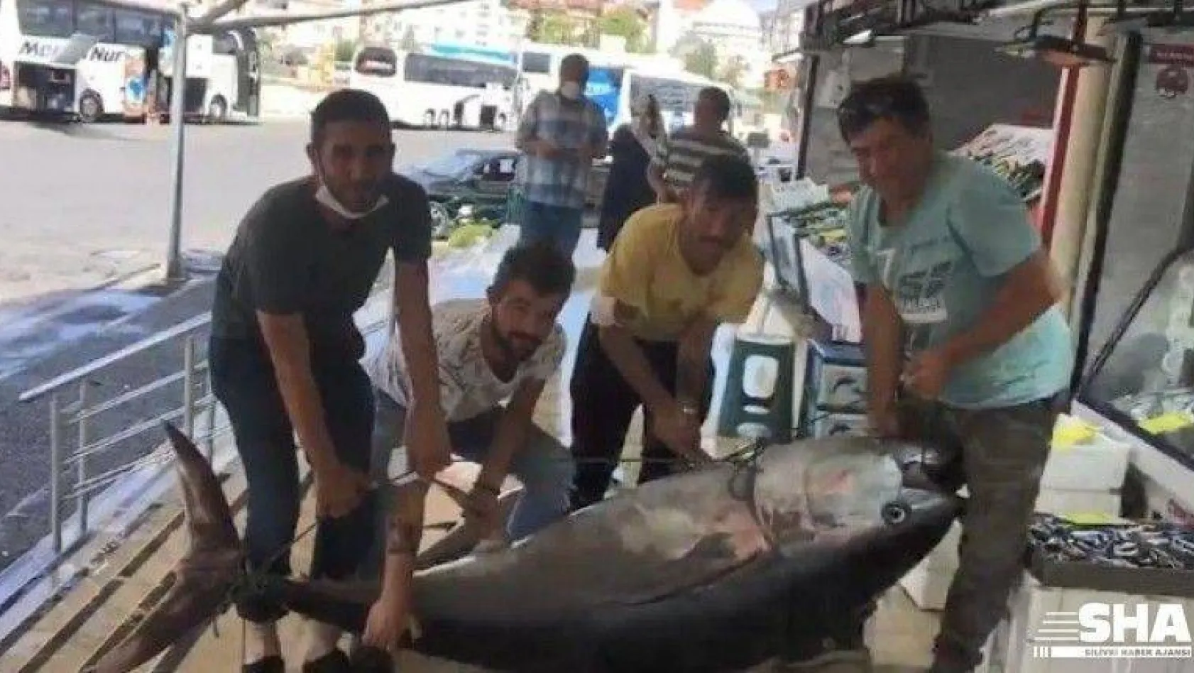 Marmara'da dev orkinos balığı yakalandı