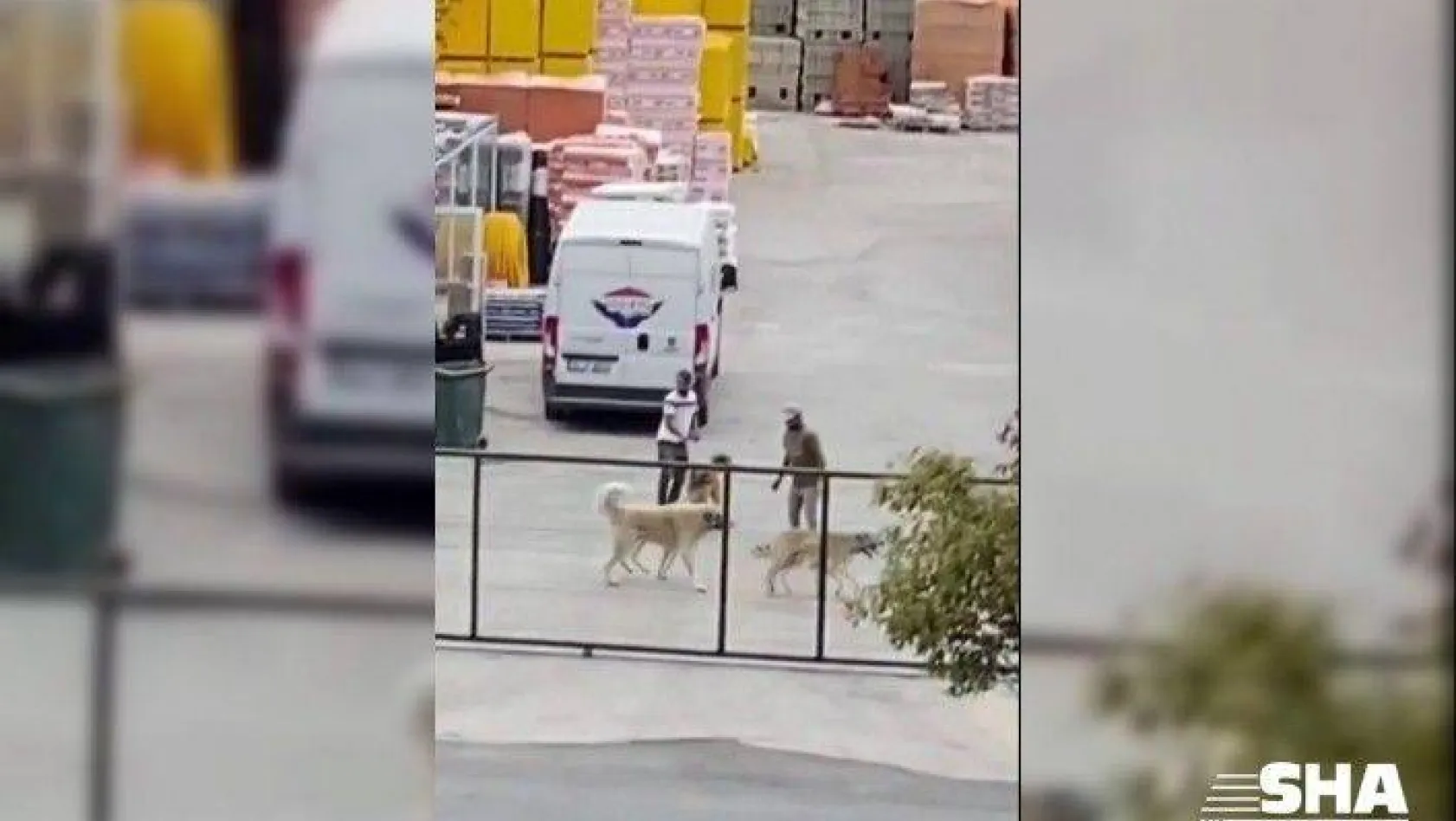 (Özel) İstanbul'da köpekleri acımasızca kavga ettirdiler