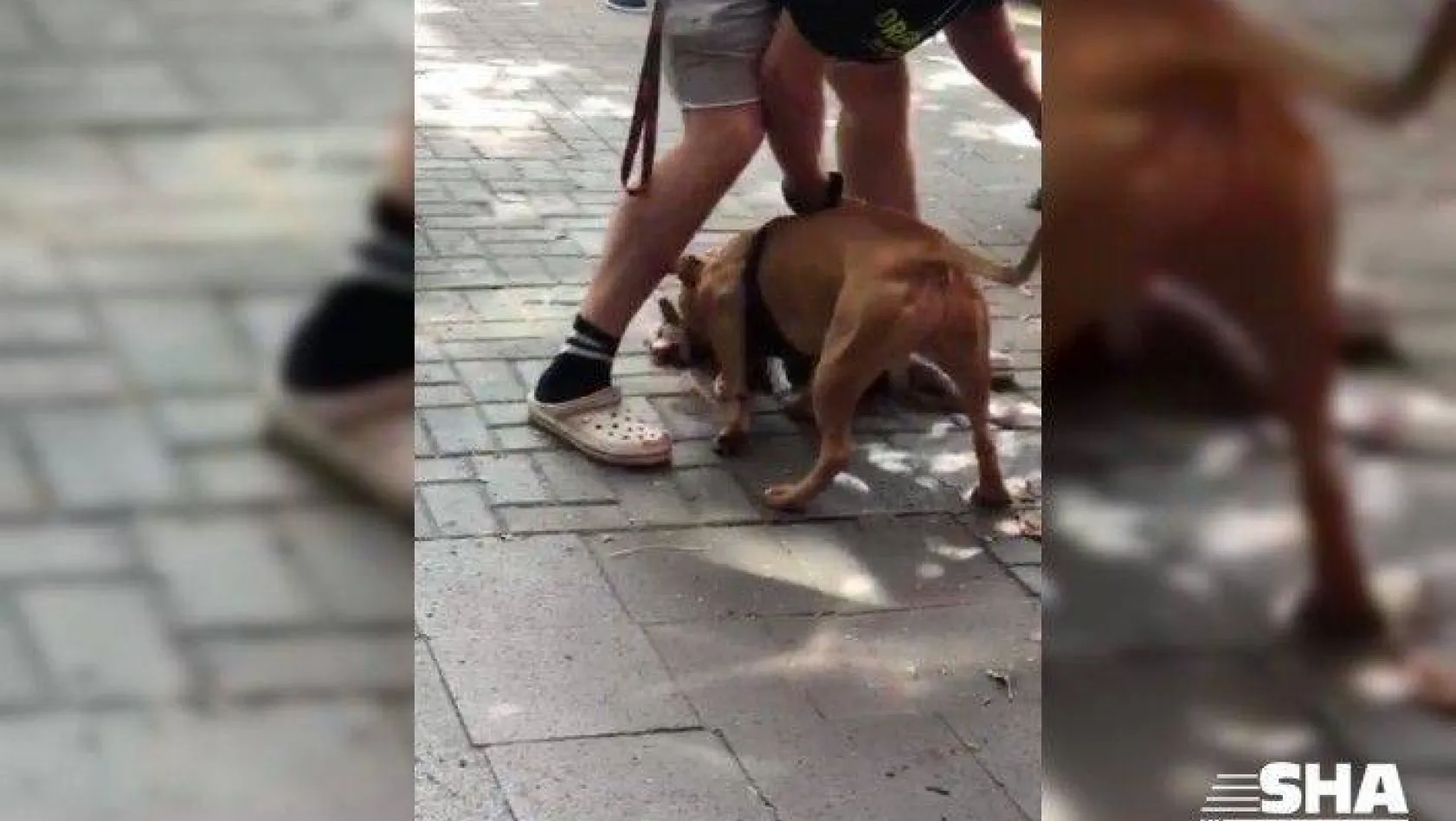 (Özel) İstanbul'un göbeğinde pitbull dehşeti kamerada: 'Köpeği vurun'
