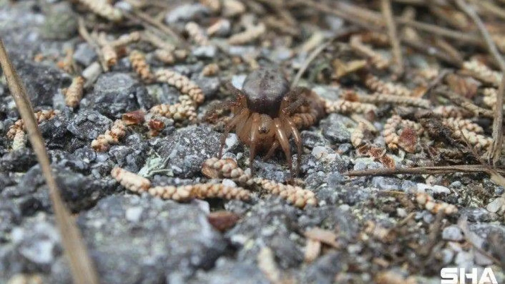 Kıbrıs'a özgü örümcek türü keşfedildi