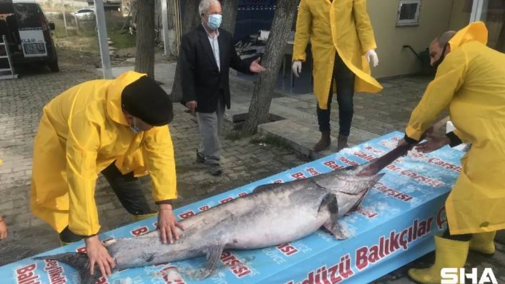 Marmara Denizi açıklarında dev 'Kılıç Balığı' yakalandı