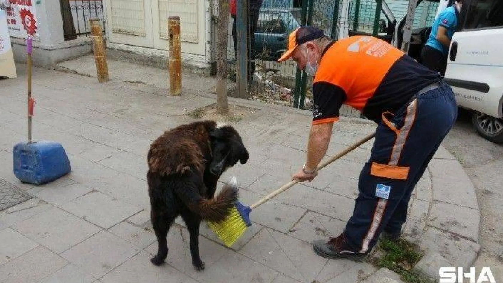 (Özel) Temizlik işçisi süpürgesiyle sokak köpeğine masaj yaptı